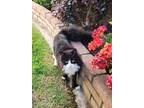 Adopt No name a Black & White or Tuxedo Snowshoe / Mixed (long coat) cat in