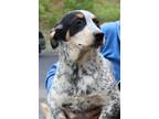 Adopt Saul a Tricolor (Tan/Brown & Black & White) Blue Heeler / Mixed dog in