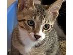 Adopt Cory a Tan or Fawn (Mostly) Egyptian Mau (short coat) cat in West