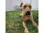 Adopt Blu a Tan/Yellow/Fawn Boxer / Pit Bull Terrier / Mixed dog in