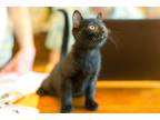 Adopt Andy a Gray or Blue Domestic Shorthair (short coat) cat in Salisbury