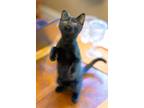 Adopt Little Rikki a Gray or Blue Domestic Shorthair (short coat) cat in
