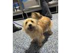 Adopt nova a Tan/Yellow/Fawn Shih Tzu dog in Whiteville, NC (38401621)