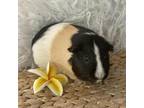Adopt Wonka a Guinea Pig small animal in Miami, FL (38403689)