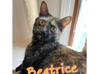 Adopt Beatrice a Tortoiseshell Domestic Shorthair / Mixed cat in Jefferson City