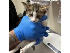 Adopt Pookie a White Domestic Shorthair / Mixed cat in Yuma, AZ (38402089)