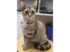 Adopt Macy a Brown Tabby Domestic Shorthair (short coat) cat in Fairbury