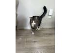 Adopt Bobbi a Tan or Fawn Tabby Tabby / Mixed (medium coat) cat in Easton