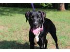 Adopt Eliza a Black - with White Labrador Retriever / Mixed dog in Conway