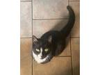 Adopt Vader a Black & White or Tuxedo Domestic Shorthair (short coat) cat in