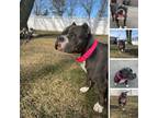 Adopt Frannie a Gray/Blue/Silver/Salt & Pepper American Staffordshire Terrier /