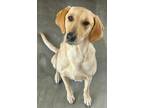 Adopt Willow a Tan/Yellow/Fawn Labrador Retriever / Mixed dog in Palos Verdes