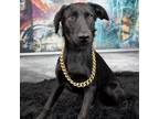 Adopt Blackie a Black Labrador Retriever / Mixed dog in Yuma, AZ (38402087)