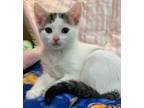 Adopt Rachel a White Domestic Shorthair / Domestic Shorthair / Mixed cat in