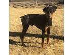 Adopt Buddy2 a Black - with Tan, Yellow or Fawn Doberman Pinscher / Mixed dog in