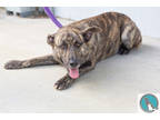 Adopt Ace (M. Scott) a Brindle Shepherd (Unknown Type) / Mixed dog in