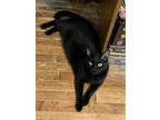 Adopt Bob a All Black Domestic Shorthair (short coat) cat in Salisbury