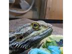 Adopt Roger a Lizard reptile, amphibian, and/or fish in Morrison, CO (38403995)