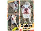 Adopt Tubbs a Tan/Yellow/Fawn American Pit Bull Terrier / Mixed dog in Franklin