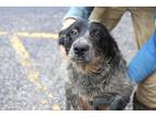 Adopt Edmund a Tricolor (Tan/Brown & Black & White) Blue Heeler / Mixed dog in