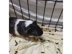 Adopt Rancher a Black Guinea Pig / Guinea Pig / Mixed small animal in Kingston