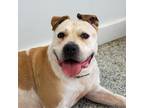 Adopt Cinderella a White - with Tan, Yellow or Fawn Pit Bull Terrier / Mixed dog