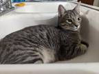 Adopt Apollo a Gray, Blue or Silver Tabby Domestic Shorthair cat in Twin Falls