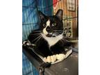 Adopt Sawyer a Black & White or Tuxedo Domestic Shorthair (short coat) cat in