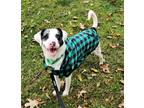 Adopt Pongo a Merle Catahoula Leopard Dog / Mixed Breed (Medium) / Mixed dog in