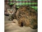 Adopt Rosanna a Brown Tabby Manx (short coat) cat in Chattanooga, TN (38406553)