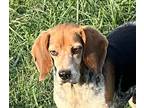 Adopt Rafferty a Tricolor (Tan/Brown & Black & White) Beagle / Mixed dog in