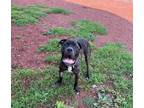 Adopt Doyle a Tricolor (Tan/Brown & Black & White) Mastiff / Mixed dog in