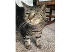 Adopt Rocky II a Gray, Blue or Silver Tabby American Shorthair / Mixed (medium