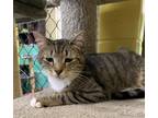 Adopt Gemini a Tiger Striped Domestic Shorthair (short coat) cat in Pottsville