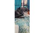 Adopt Tiger and Fiona a Brown Tabby Domestic Shorthair (short coat) cat in