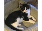 Adopt Stix a Black & White or Tuxedo Domestic Shorthair (short coat) cat in