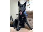 Adopt Jin a Black German Shepherd Dog / Mixed dog in Pleasant Grove