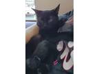 Adopt kitcat a Black (Mostly) Domestic Shorthair (short coat) cat in Charlotte