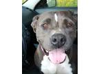 Adopt Savi a Gray/Silver/Salt & Pepper - with White American Pit Bull Terrier /