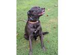 Adopt Sandy girl a Black - with Brown, Red, Golden, Orange or Chestnut Labrador