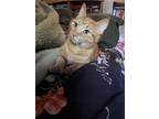 Adopt Angel a Orange or Red Tabby Tabby (short coat) cat in West Hartford