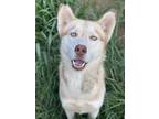 Adopt Dude a Red/Golden/Orange/Chestnut - with White Husky / Mixed dog in