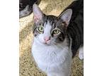 Adopt Zack a Tan or Fawn Tabby Domestic Shorthair (short coat) cat in Sautee