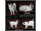 Adopt Clover (Neutered) a White (Mostly) Turkish Van (short coat) cat in