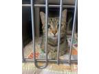 Adopt Eucalyptus a Brown or Chocolate Domestic Shorthair / Domestic Shorthair /