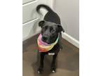 Adopt Kalypso a Black - with White Pit Bull Terrier / Labrador Retriever / Mixed