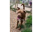 Adopt Cye a Brown/Chocolate - with White American Pit Bull Terrier / American