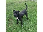 Adopt Kyro a Black - with White American Staffordshire Terrier / Mixed dog in