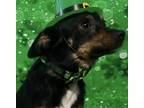 Adopt Mr. Hero a Tricolor (Tan/Brown & Black & White) Miniature Pinscher /