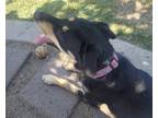 Adopt Izzy a Tricolor (Tan/Brown & Black & White) Rottweiler / German Shepherd